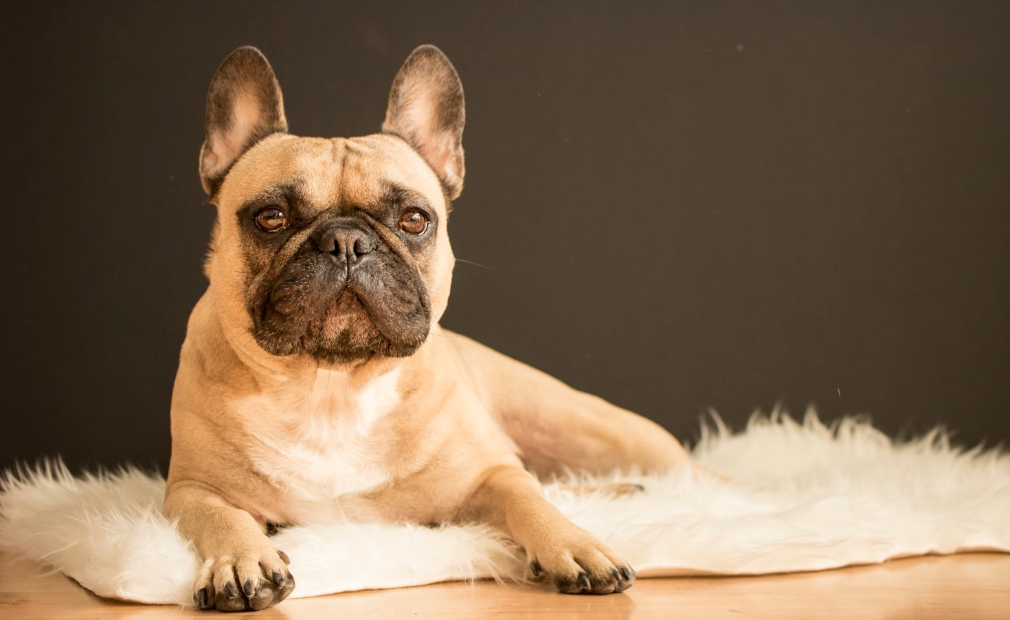 Fashion Trends for French Bulldogs in 2024